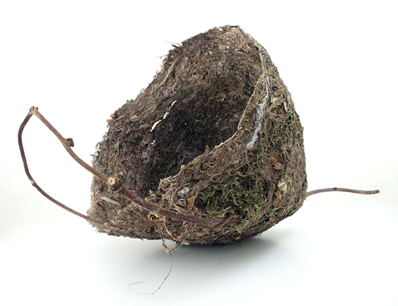 nest