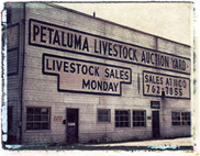 Livestock auction